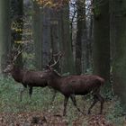 Hirsche beim Spaziergang