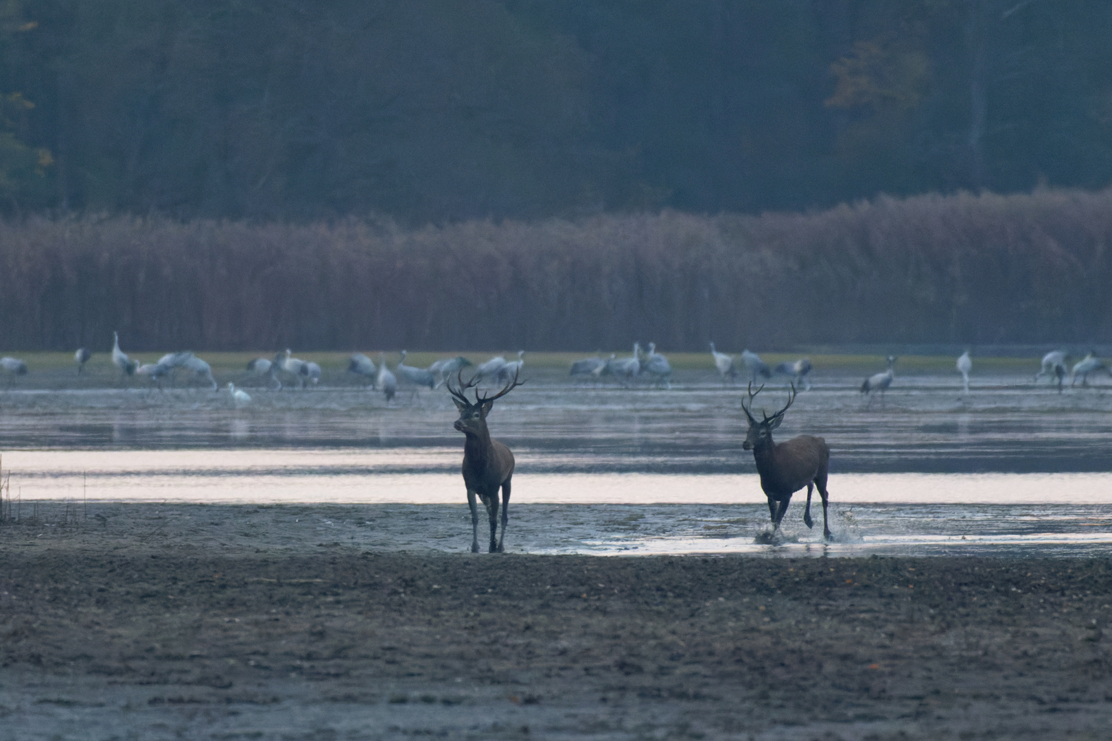 Hirsche  (Cervus elaphus) im Oktober 