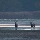 Hirsche  (Cervus elaphus) im Oktober 