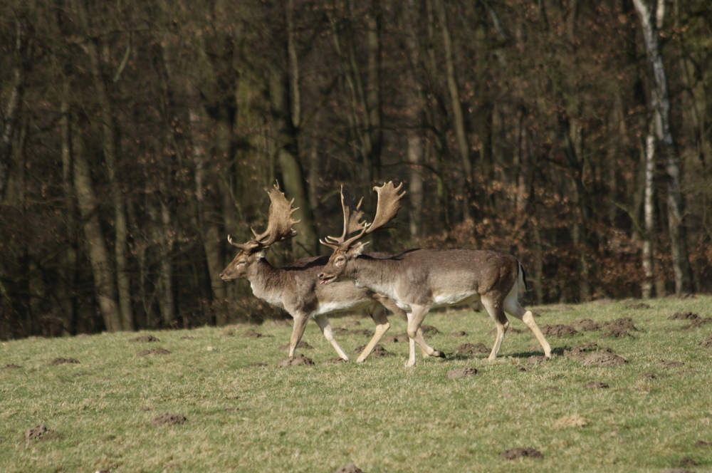 Hirsche genießen die Mittagssonne in Dülmener Wildpark