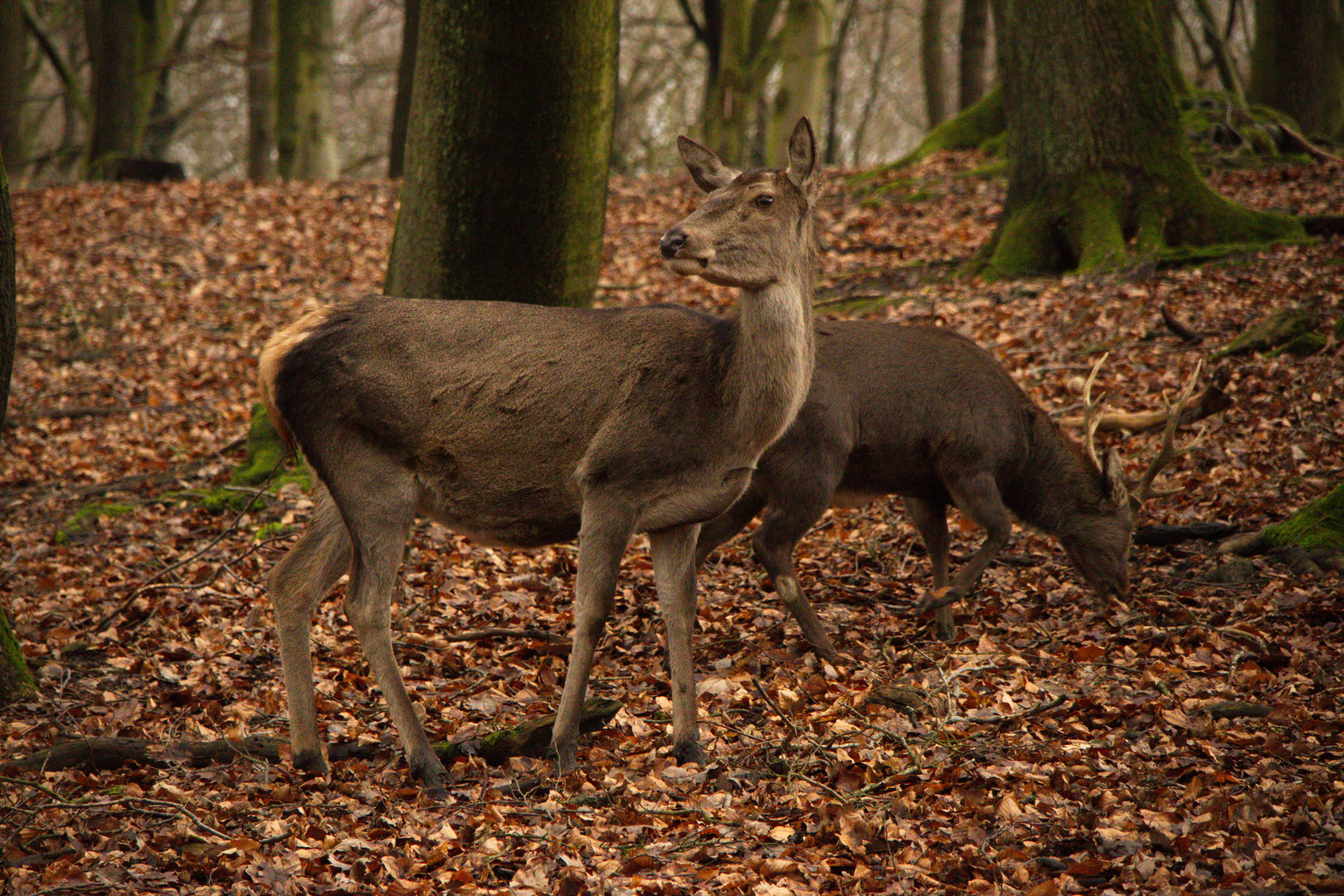 Hirsche Hohenstein_045