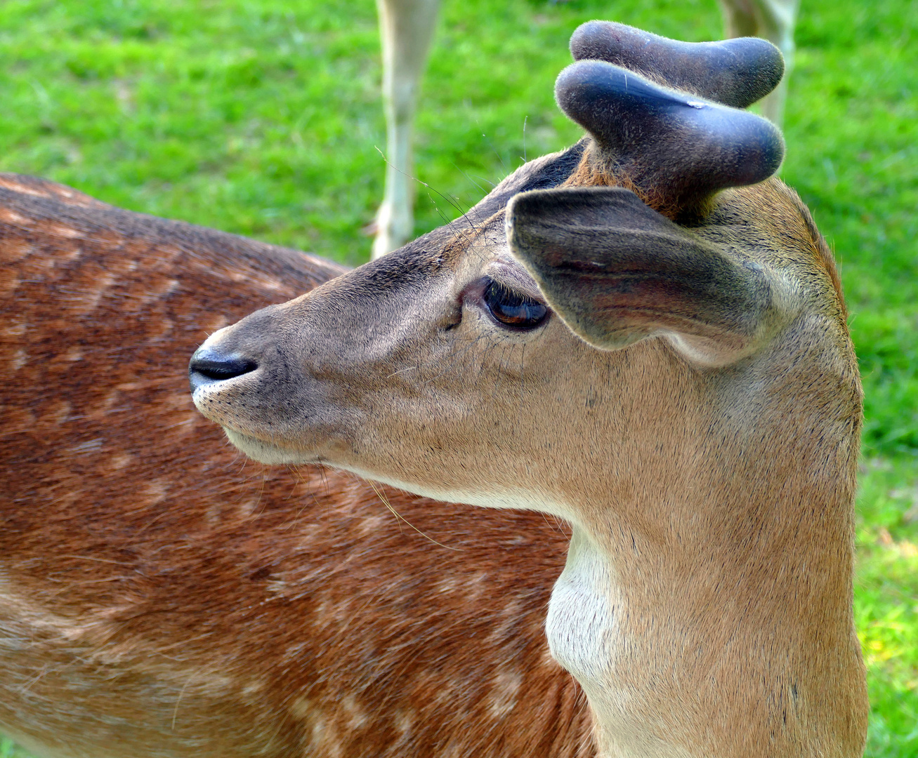 Hirsche im Gräflichen Park