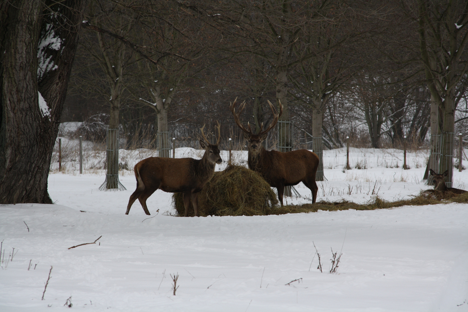 Hirsche im Merseburger Südpark