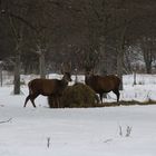 Hirsche im Merseburger Südpark