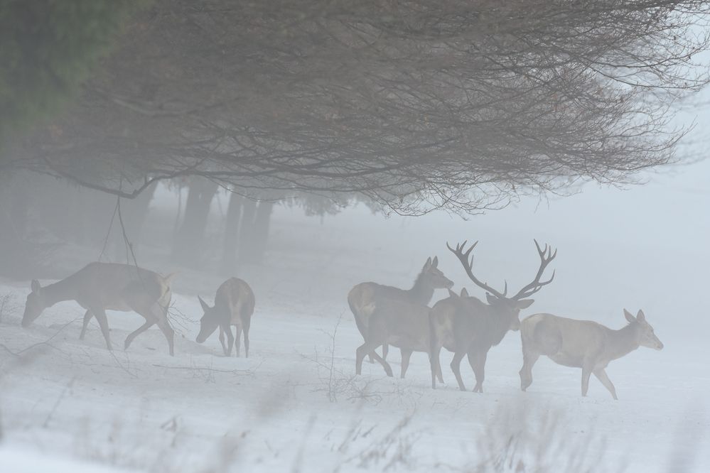 Hirsche im Nebel.....
