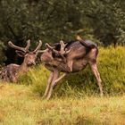 Hirsche im Regen