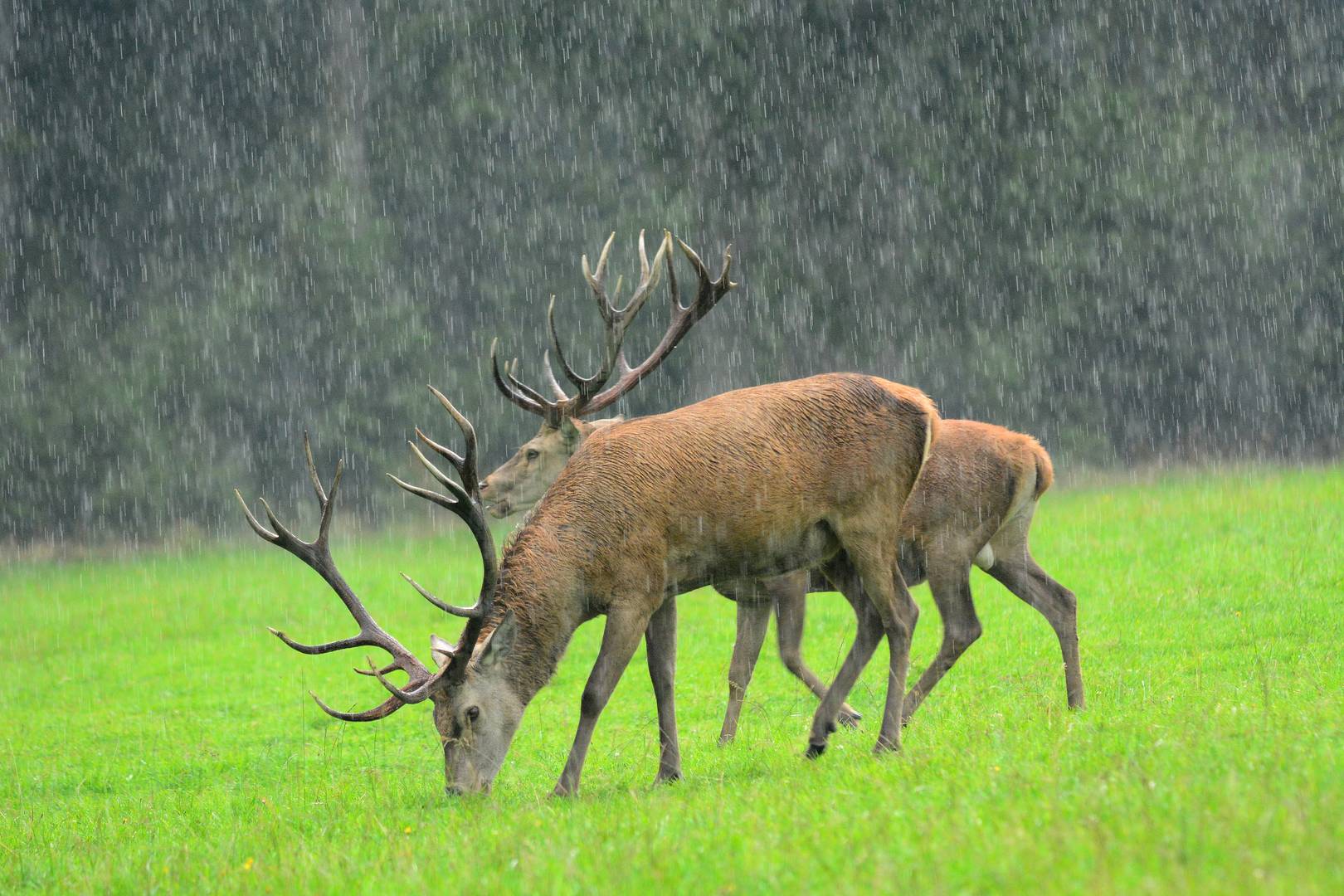 Hirsche im Regen