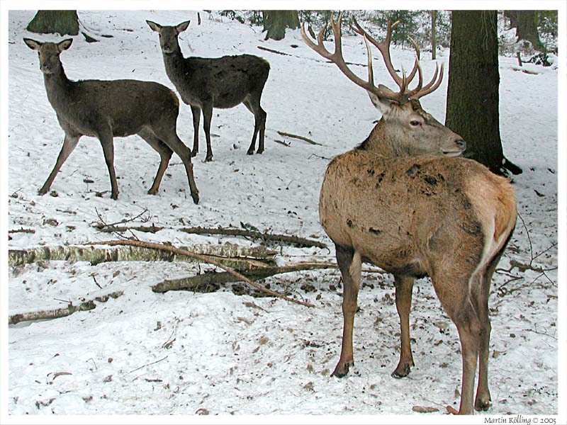 Hirsche im Schnee