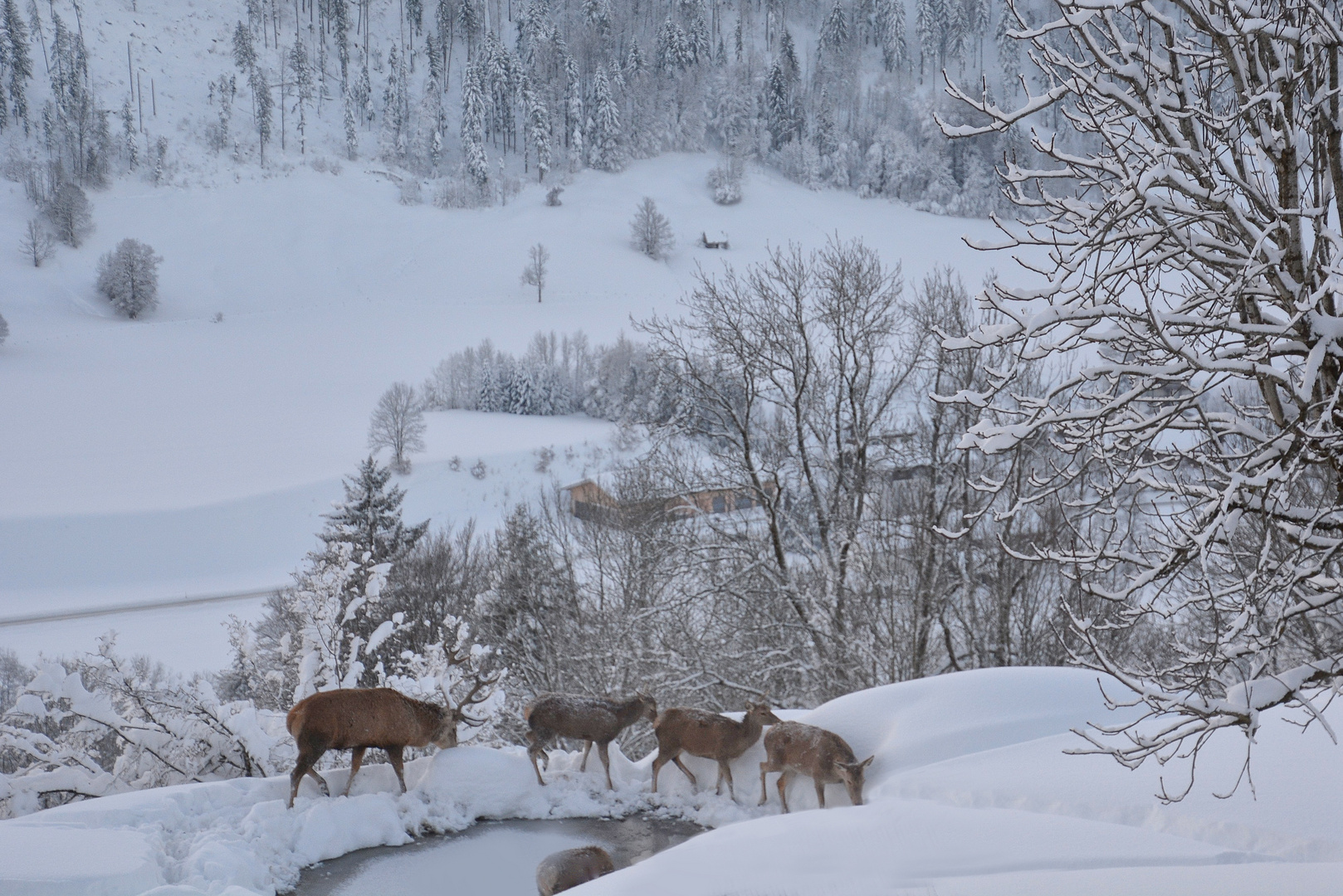 Hirsche im Schnee