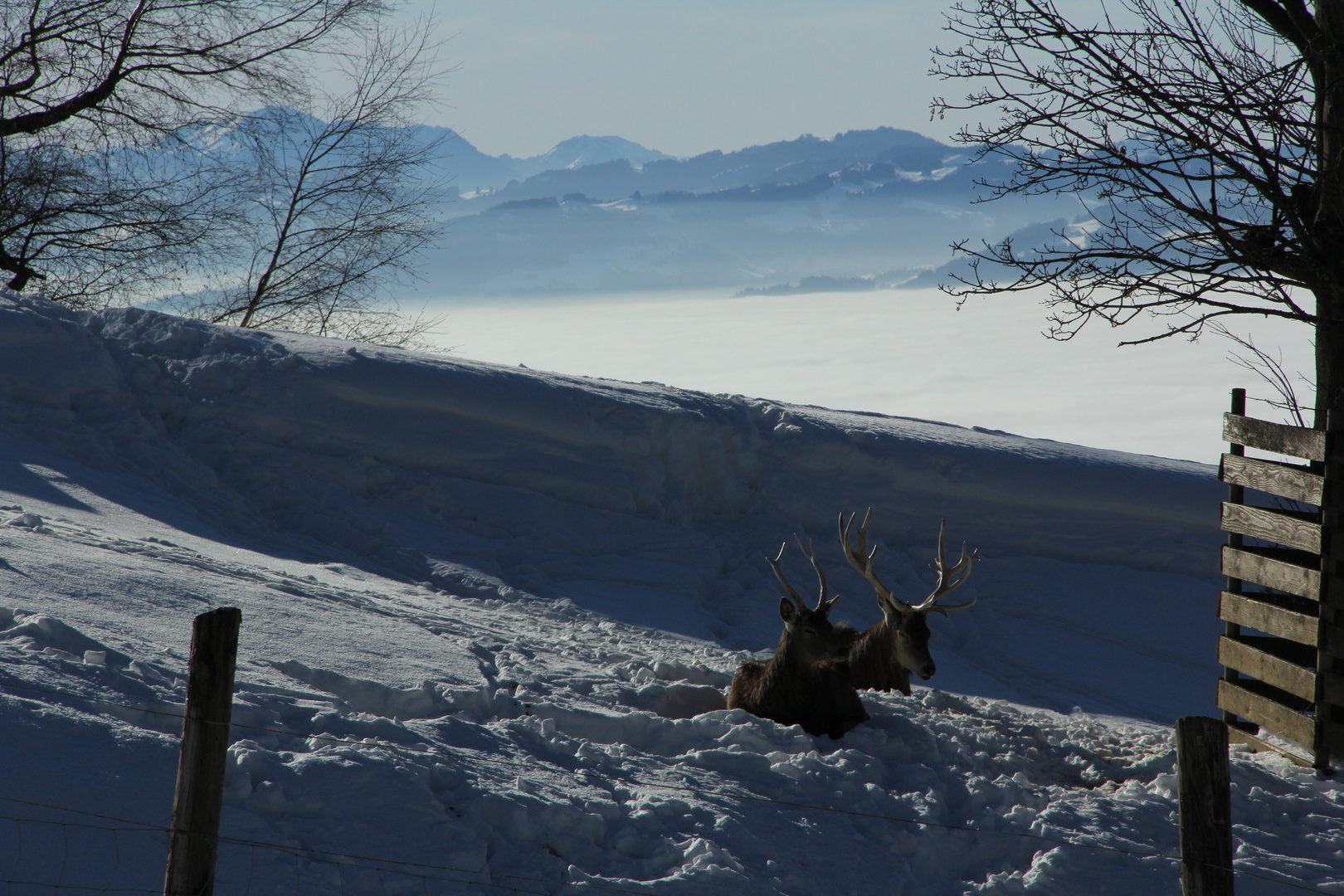 Hirsche im Schnee