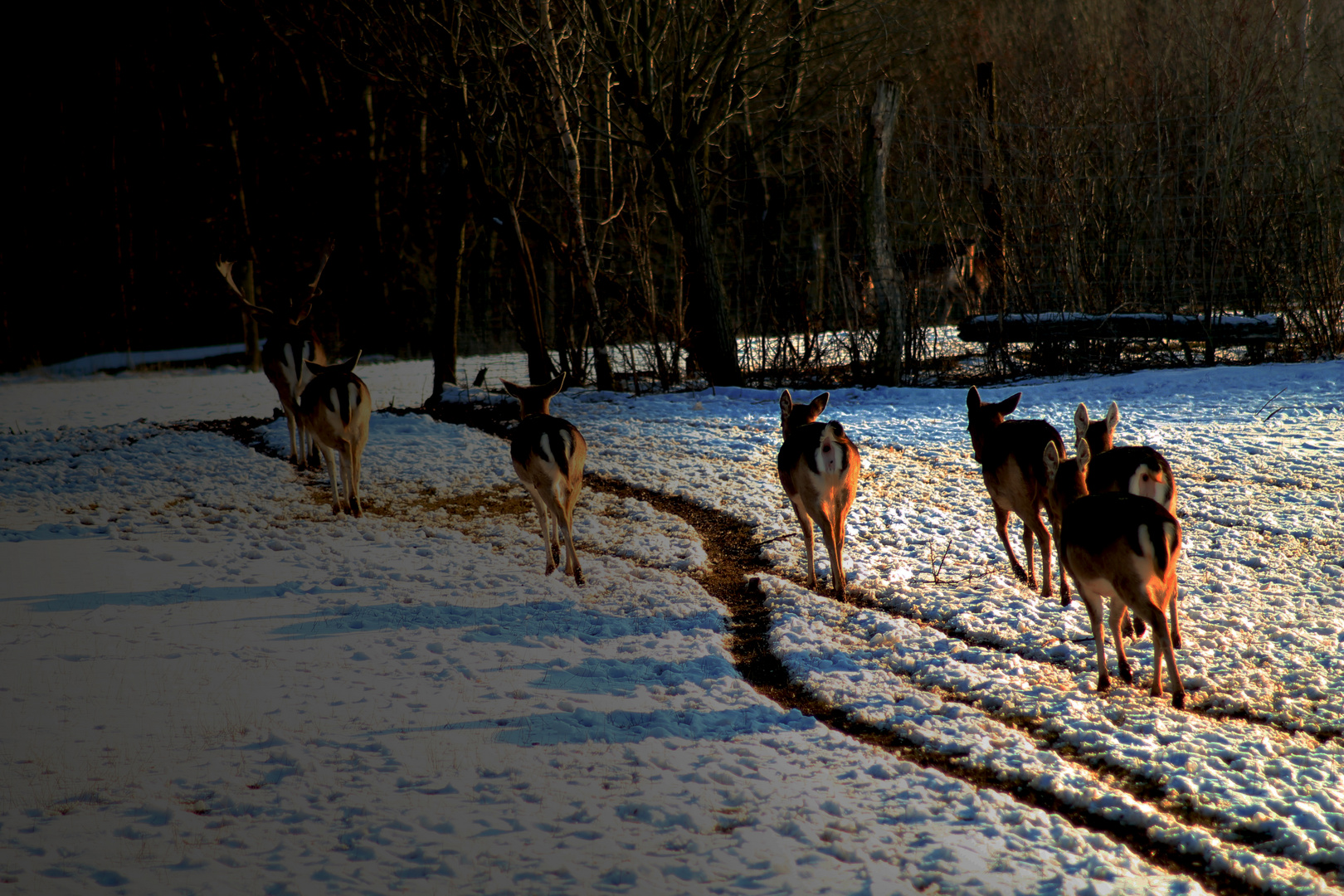 Hirsche im Schnee