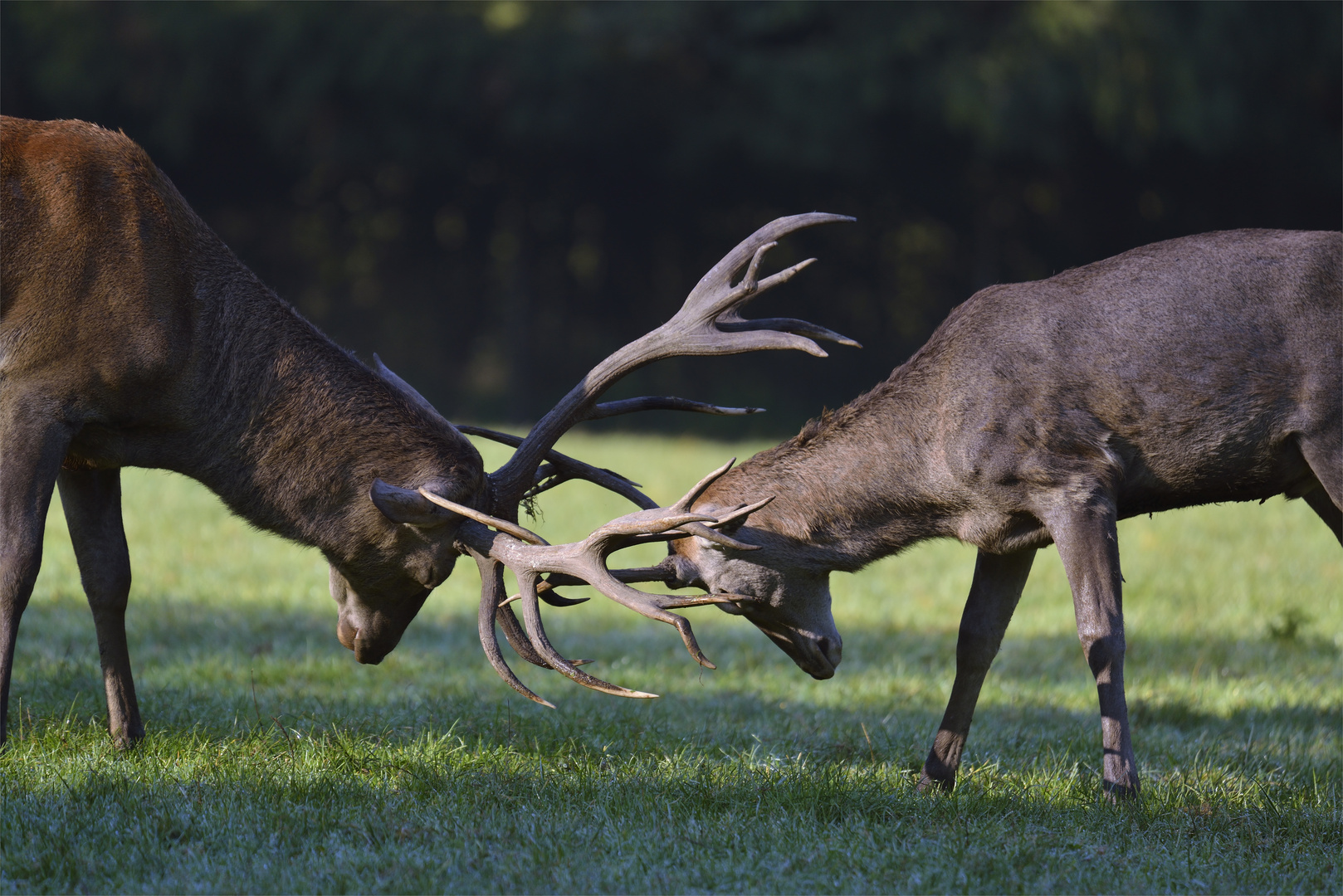 Hirsche im Tierpark Poing