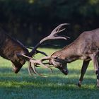 Hirsche im Tierpark Poing