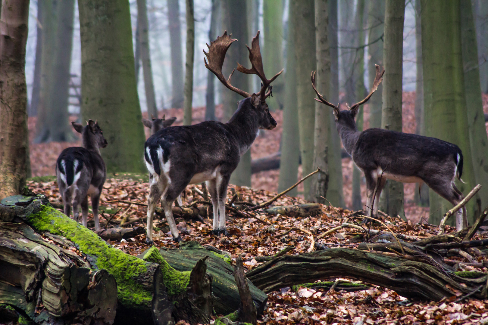 Hirsche im Wald