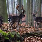 Hirsche im Wald