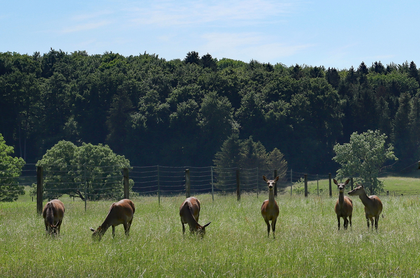 Hirsche im Wildgehege