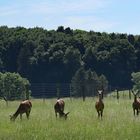 Hirsche im Wildgehege