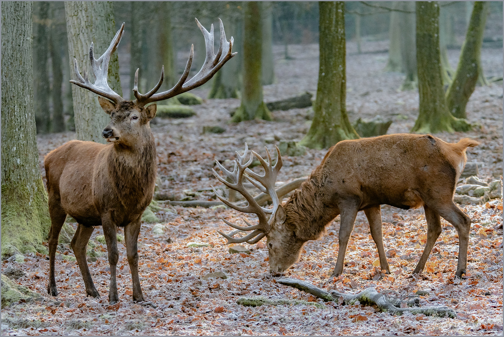 Hirsche im Wildpark Tambach.