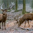 Hirsche im Wildpark Tambach.