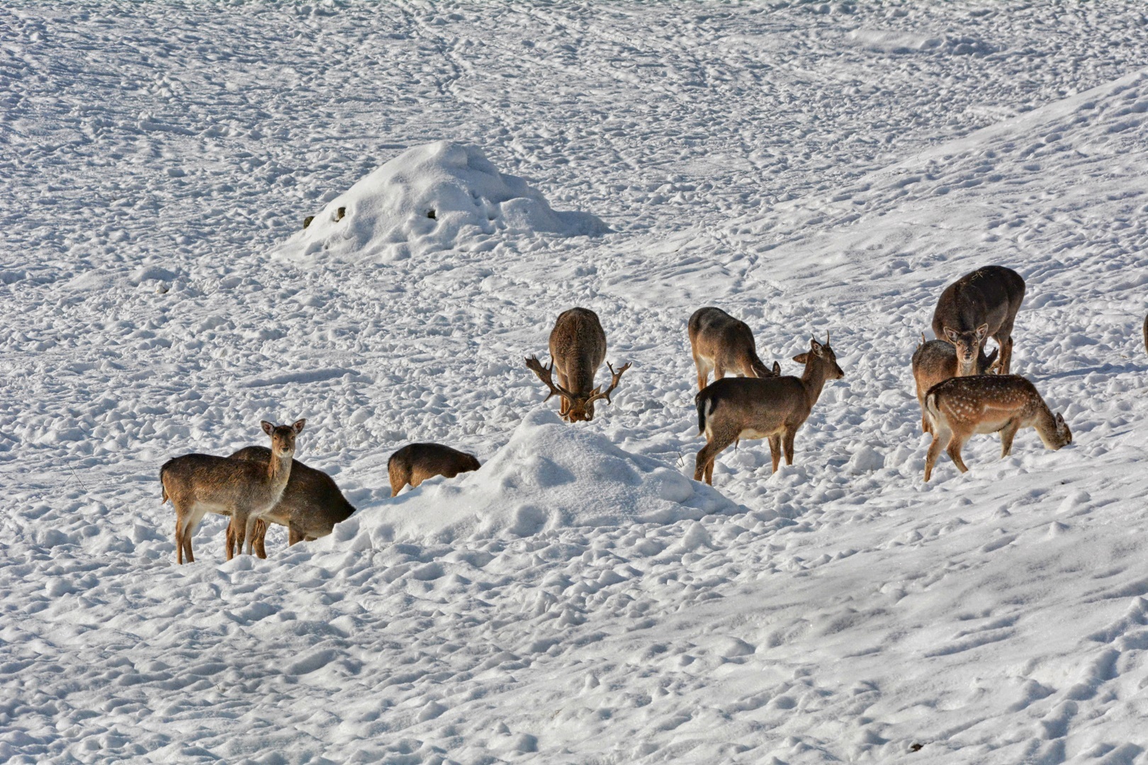 Hirsche im Winter