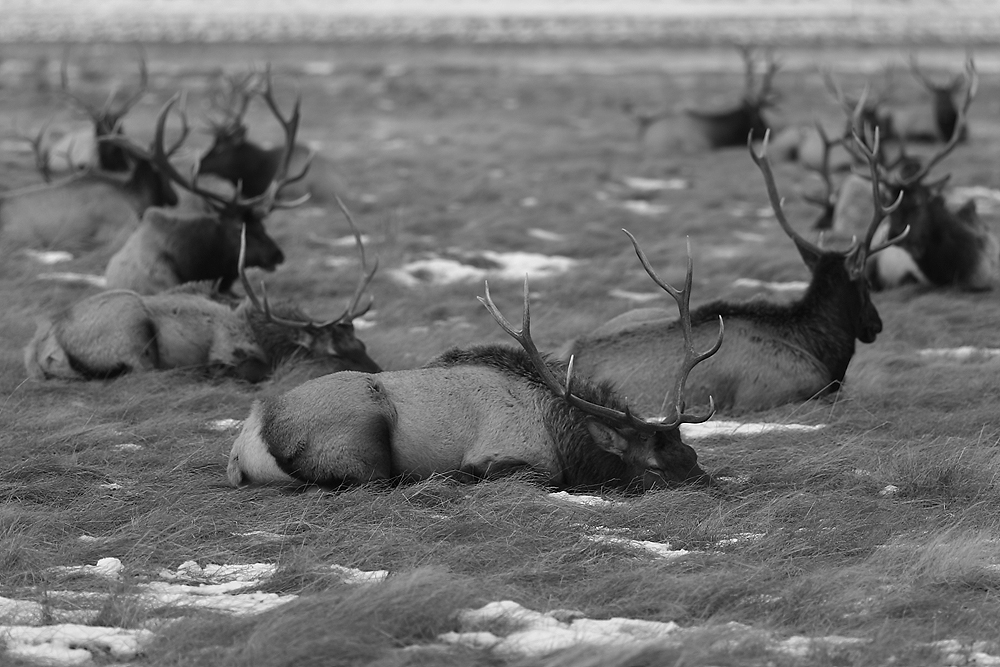 Hirsche im Winter im Grand Teton Wyoming
