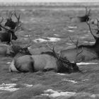 Hirsche im Winter im Grand Teton Wyoming