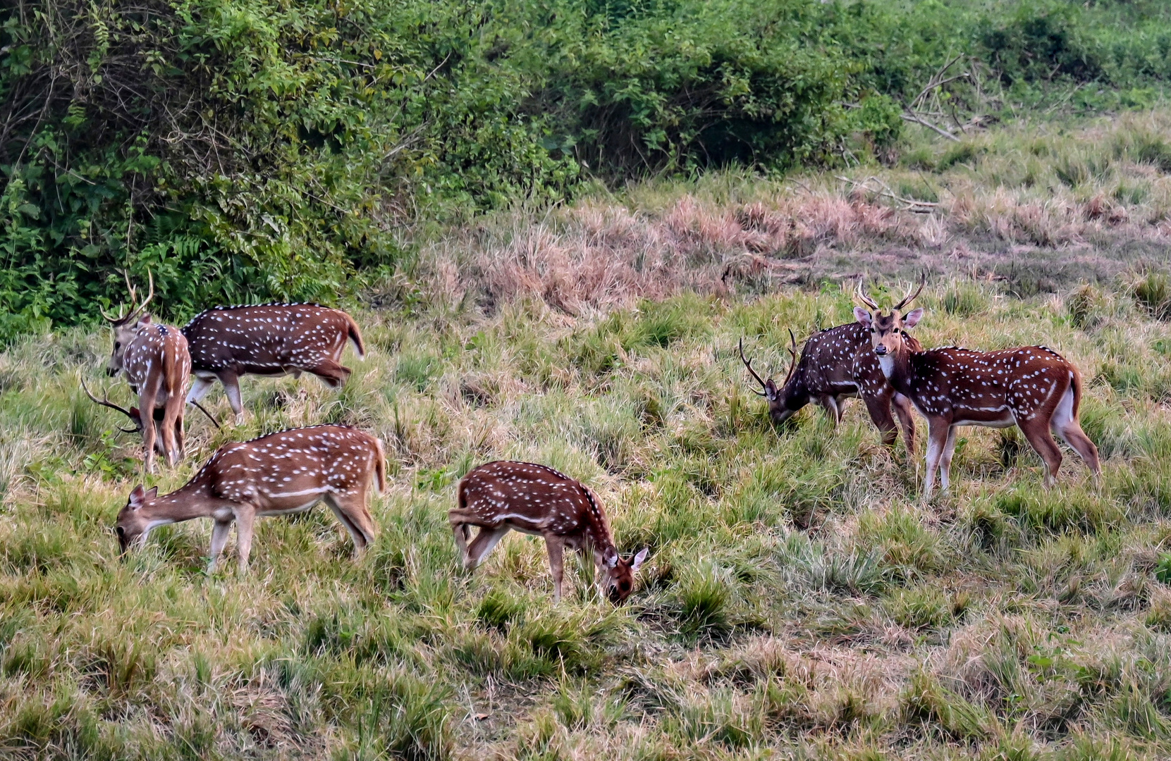 Hirsche in Chitwan