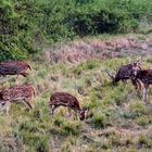 Hirsche in Chitwan