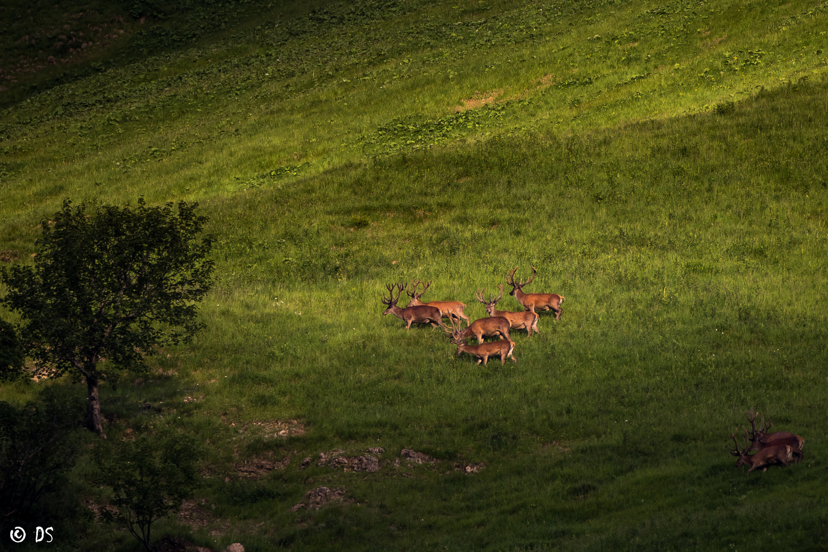 Hirsche in der Abendsonne