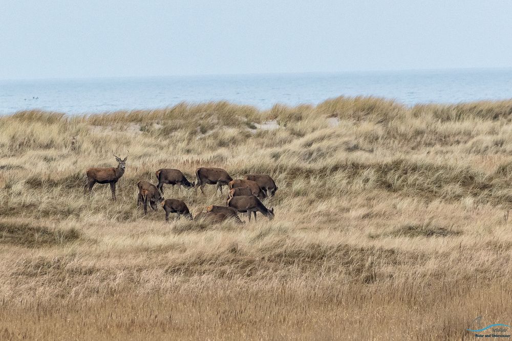 Hirsche in der Dünenlandschaft