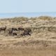 Tiere an der Ostsee