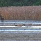 Hirsche: Warum gehen die so früh baden?