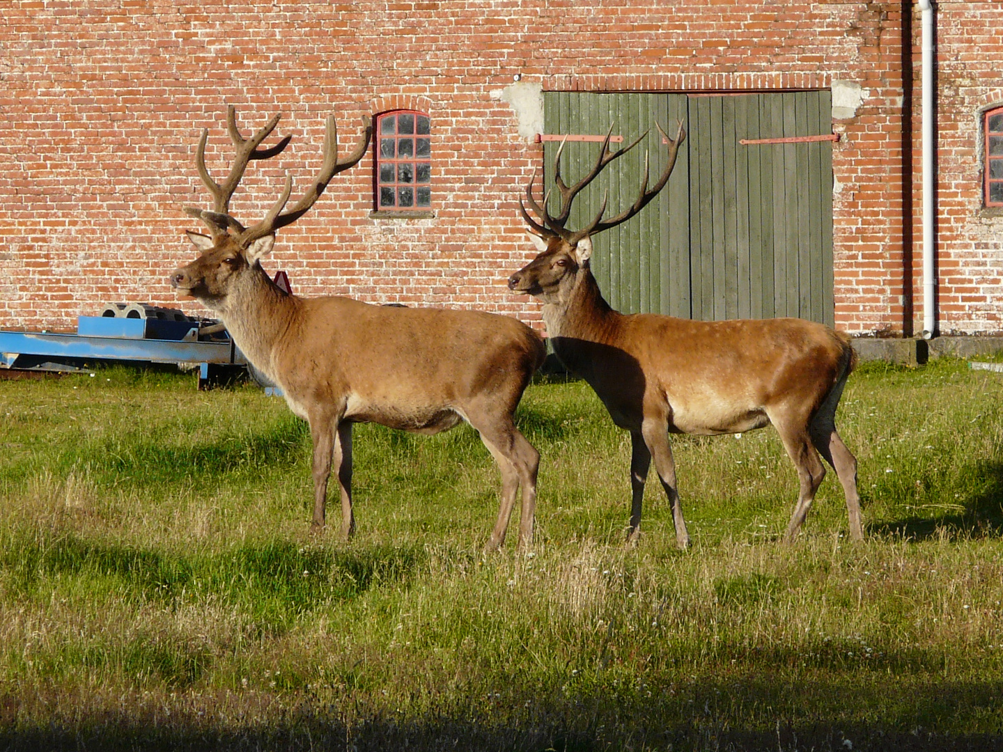 Hirsche zu Besuch im Garten