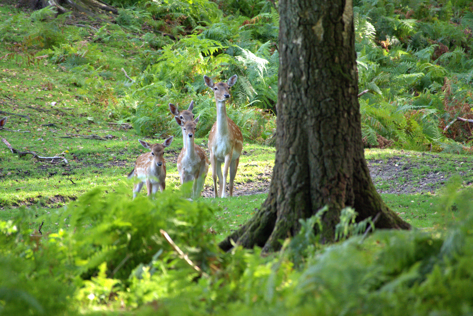 Hirschfamilie Im Willdpark