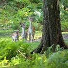 Hirschfamilie Im Willdpark