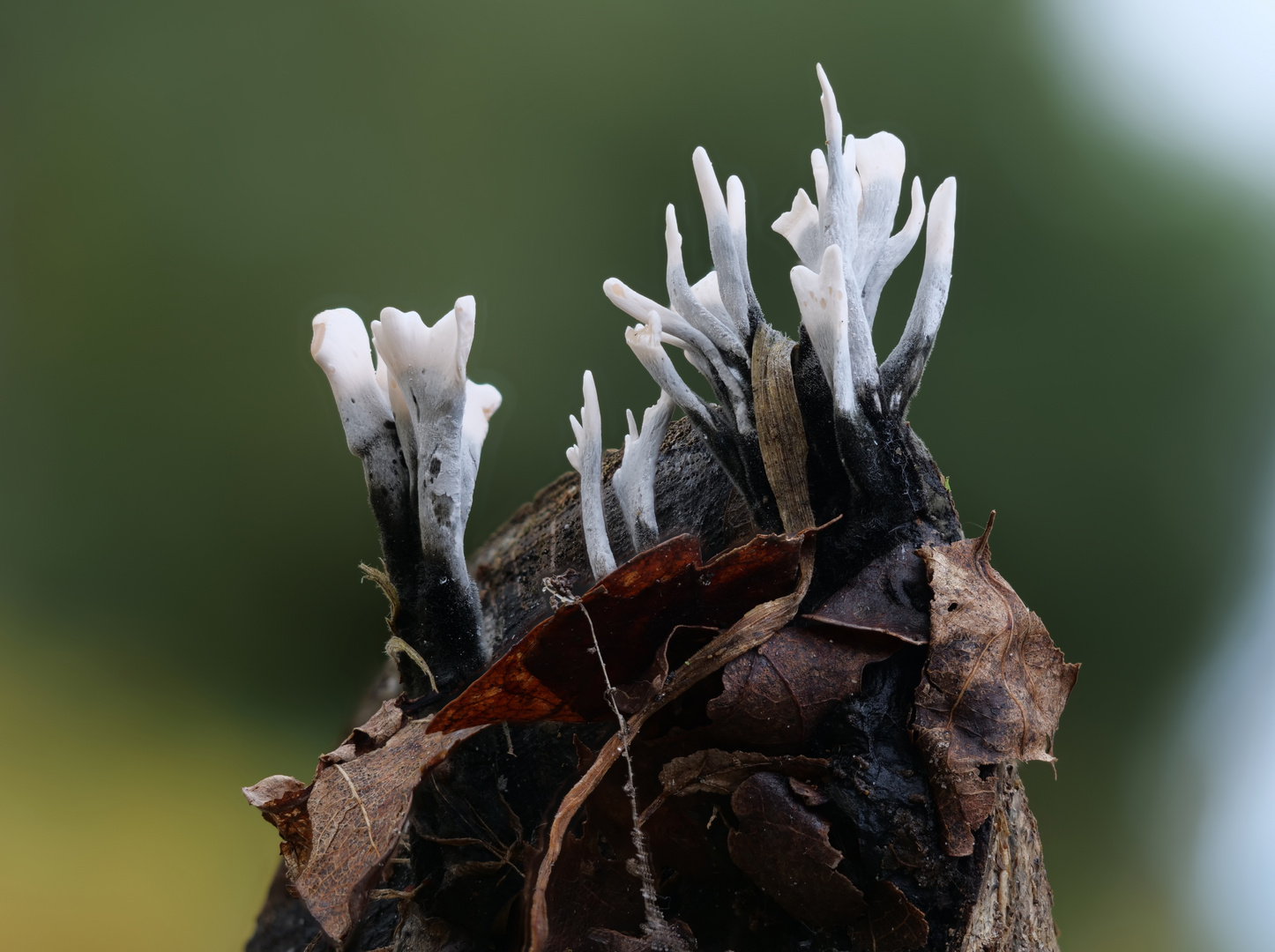 Bild mit Hirschgeweih: A Comprehensive Guide to Its History, Benefits, and Value