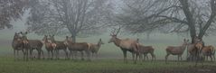 Hirschgruppe im Nebel