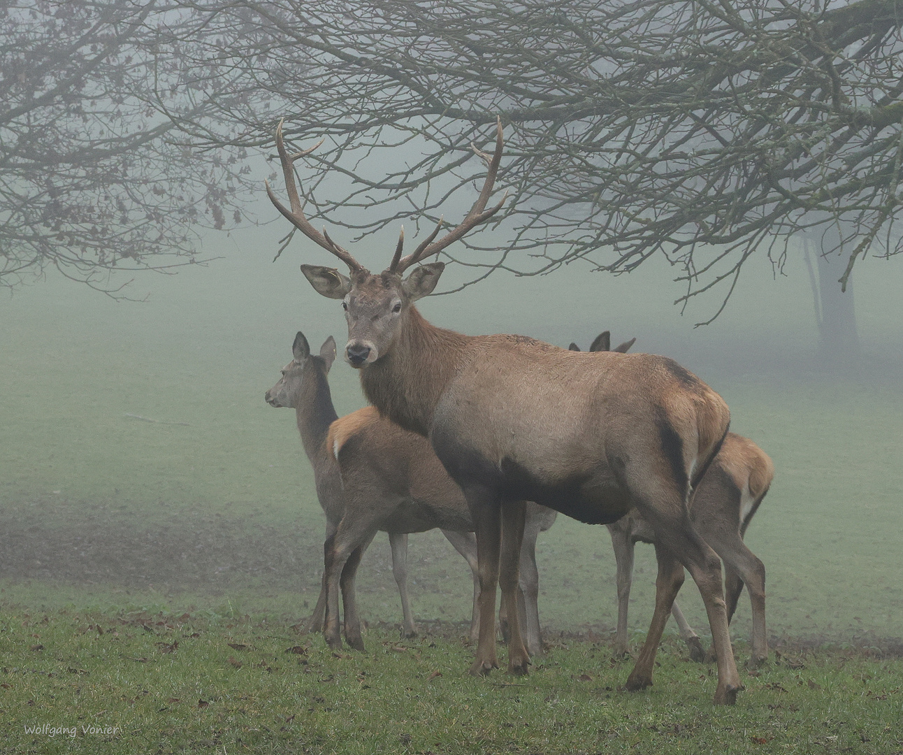 Hirschgruppe im Nebel