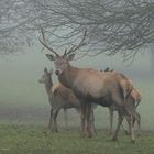 Hirschgruppe im Nebel