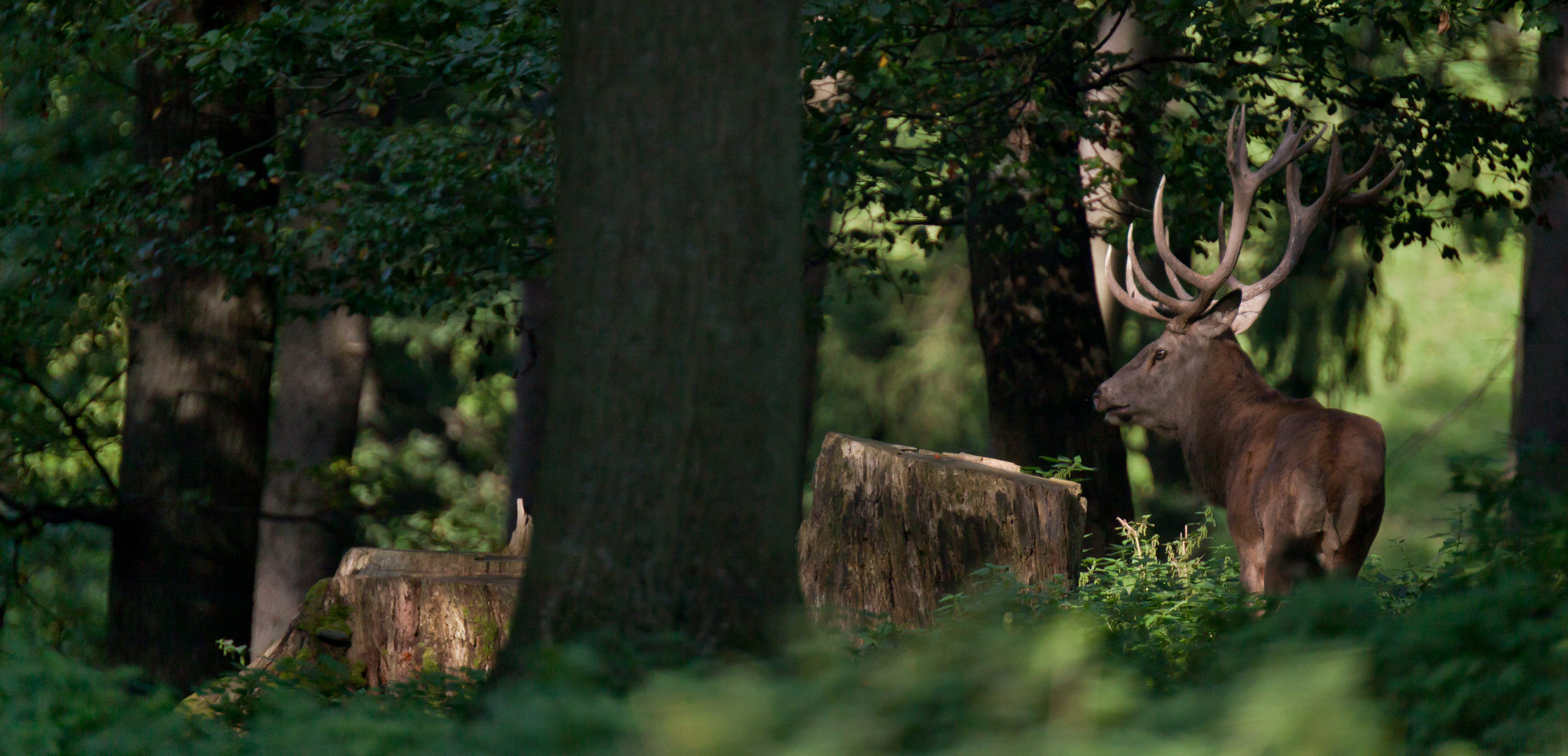 Hirsch_im_Wald