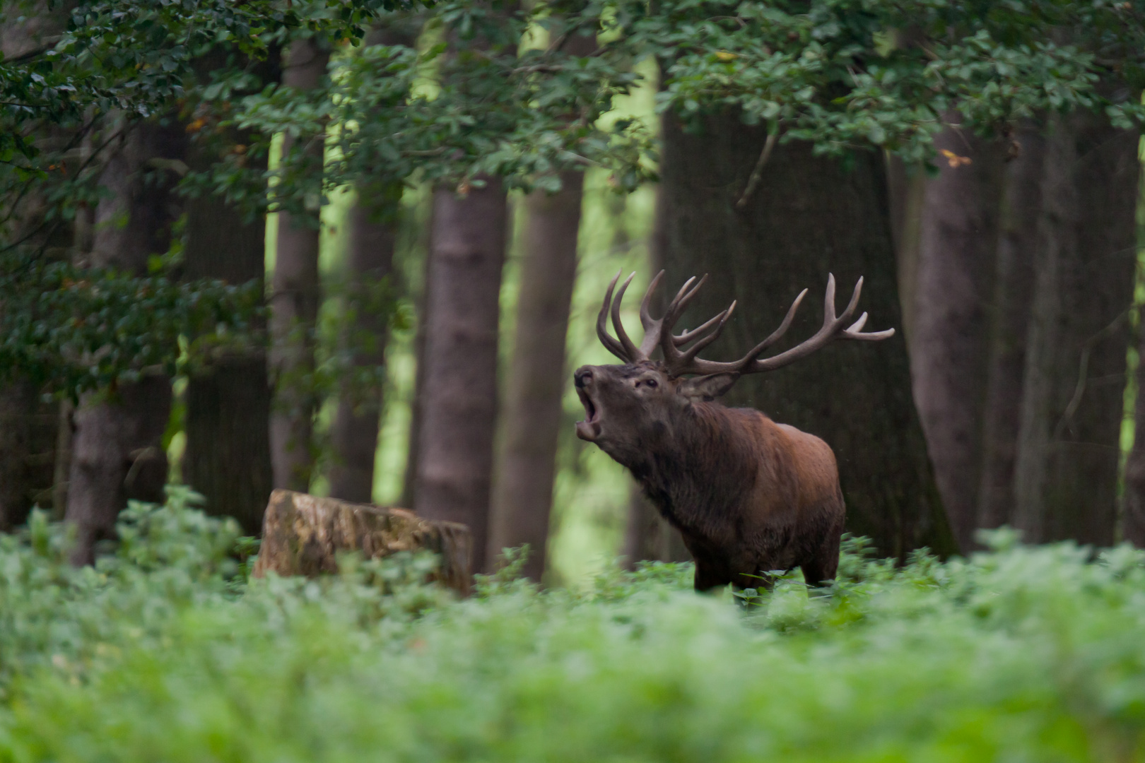 Hirsch_im_Wald_2