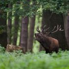 Hirsch_im_Wald_2