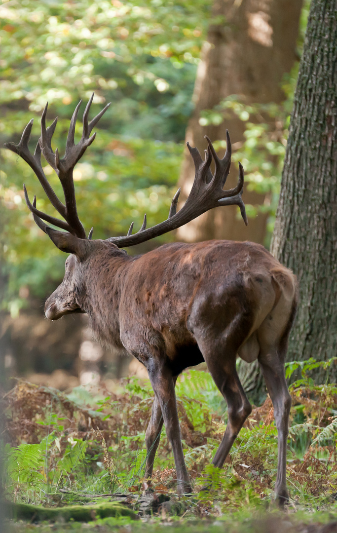 Hirsch_im_Wald_3