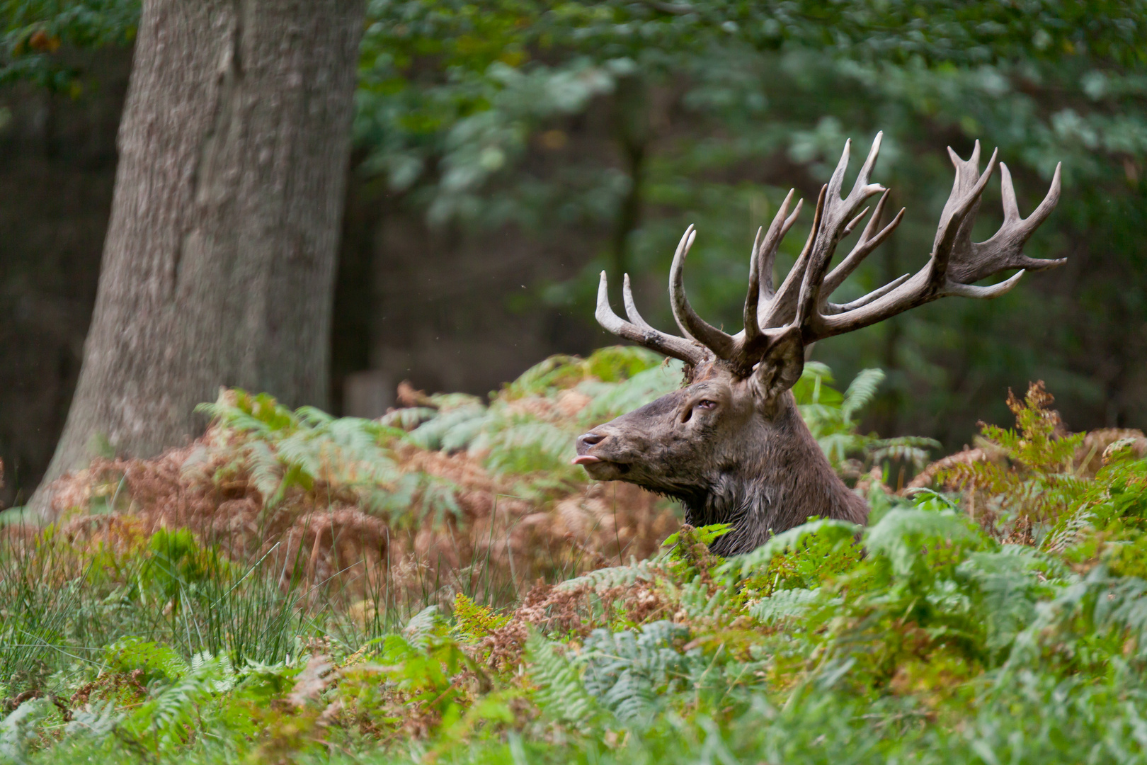 Hirsch_im_Wald_ruhend