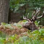 Hirsch_im_Wald_ruhend