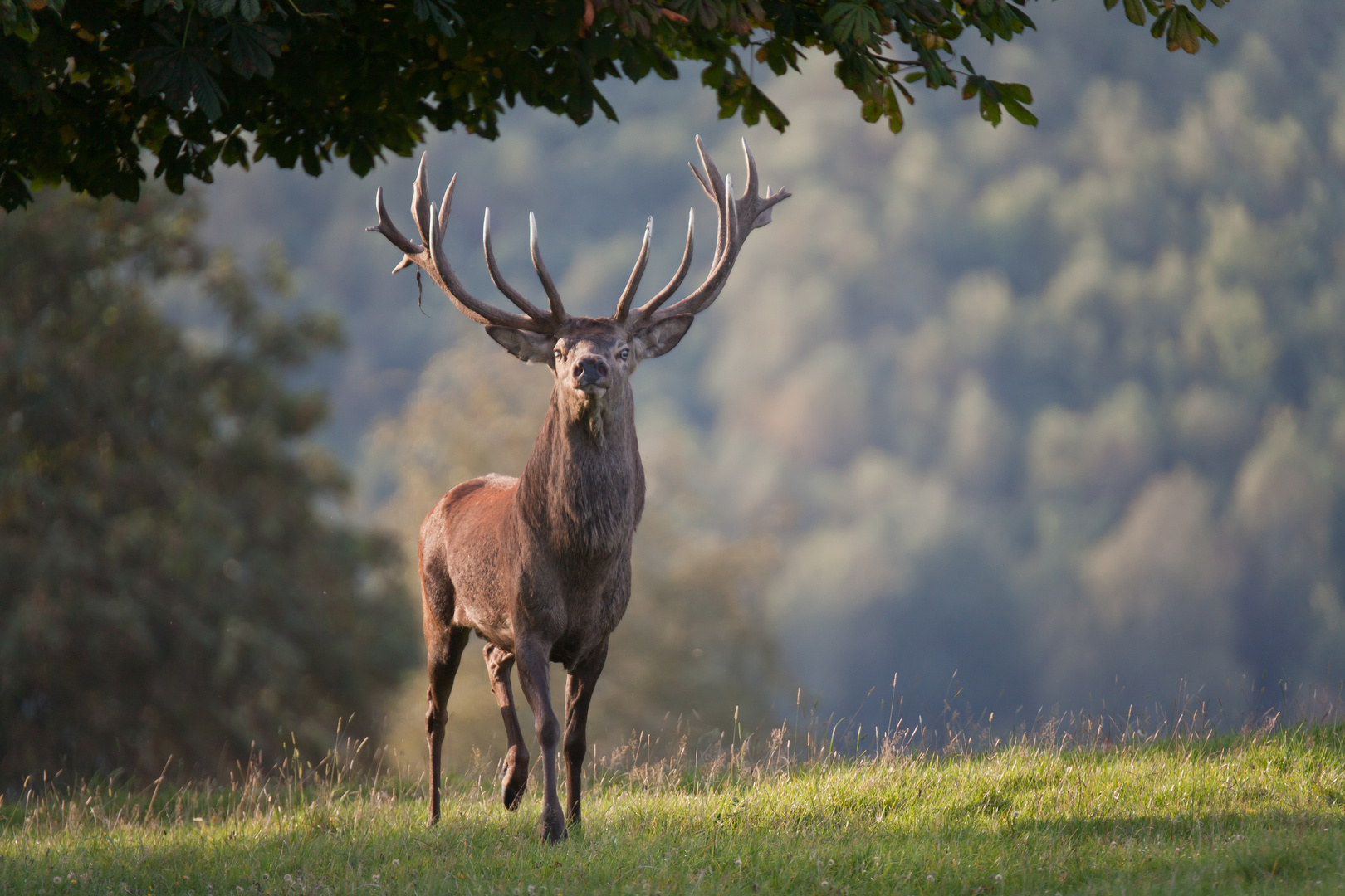 Hirsch_in_der_Brunft