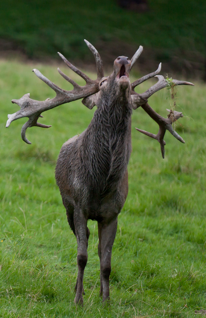 Hirsch_in_der_Brunft, röhrend