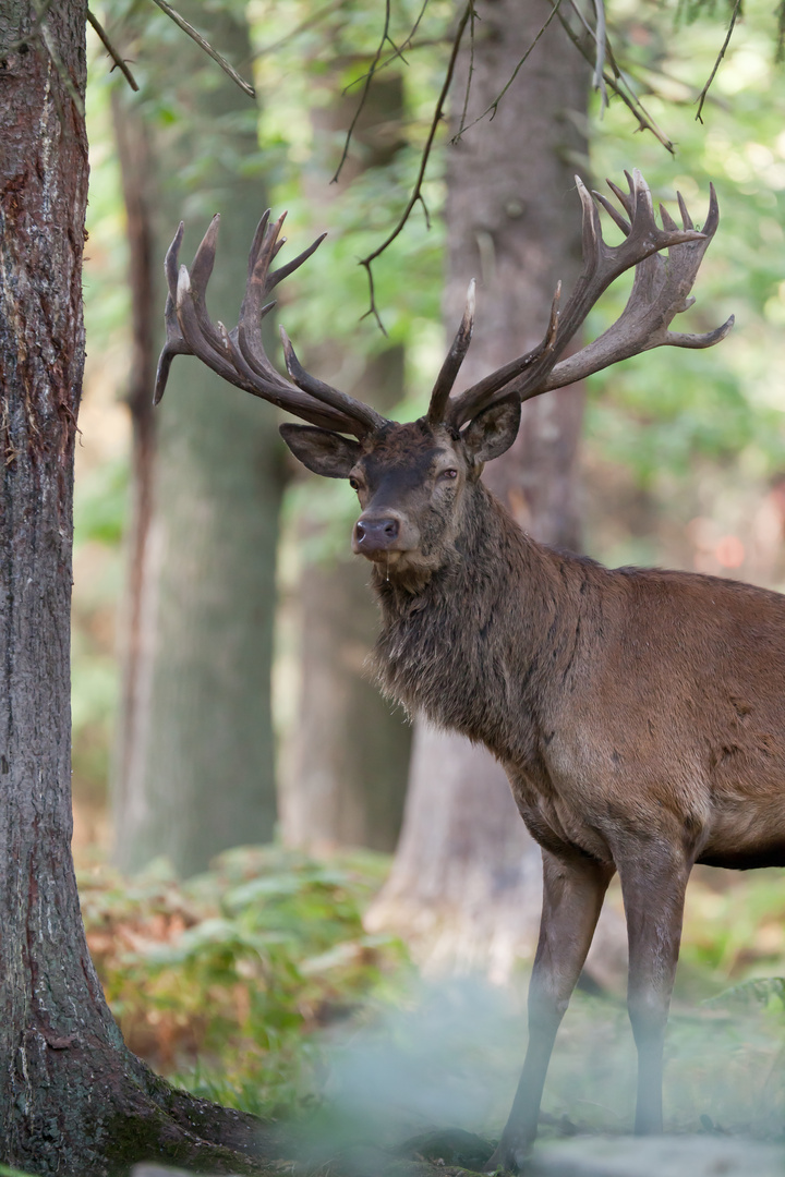 Hirsch_in_der_Brunft_im_Wald