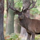 Hirsch_in_der_Brunft_im_Wald