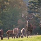 Hirsch_in_der_Brunft_mit_Rudel